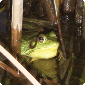Families in Nature: Frogs & Polywogs