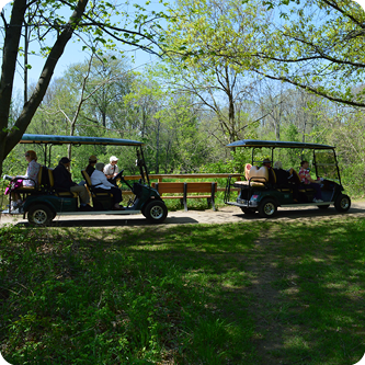 Spring Wildflowers by Golf Cart